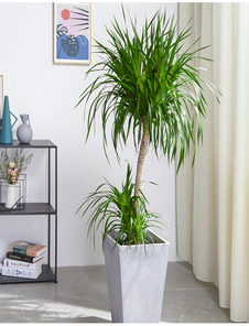 宁波杭州湾花木租赁公司，打造别样绿植景观