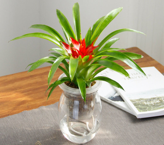 解锁前湾植物租赁专业秘籍,绿韵满家