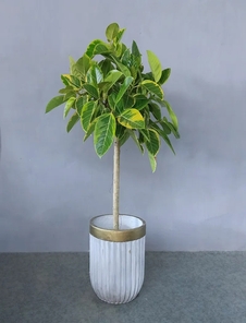 深挖宁波江北植物租赁设计,开启绿色美学之旅